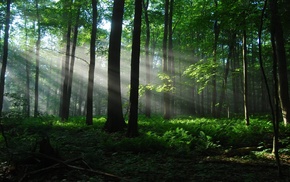 trees