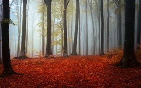forest, fall, trees, branch, mist, leaves