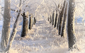 trees, landscape, winter