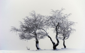 white, snow, photography, trees, nature