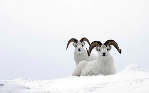 animals