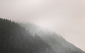 trees, forest, mountain, mist