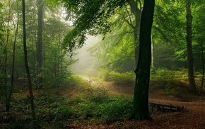nature, mist, path, trees, shrubs, forest