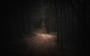 path, daylight, forest, Germany, trees, dark