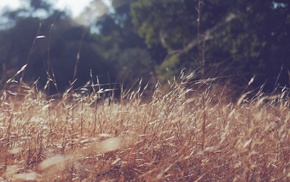 nature, field