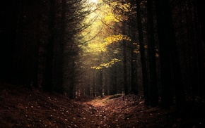 trees, daylight, dark, forest, nature, leaves