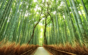 Japan, bamboo, trees, Kyoto, path