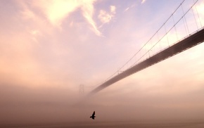 mist, birds, bridge