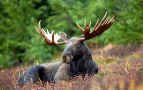 moose, animals