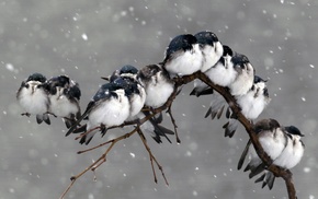 birds, snow