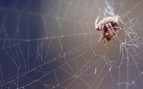 spiderwebs, nature, macro, spider