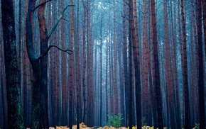 forest, pine trees