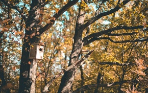 Crimea, birdhouses, nature, trees
