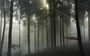 forest, mist, trees, grass, sun rays, Netherlands