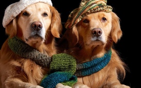 scarf, dog, animals, golden retrievers, hat