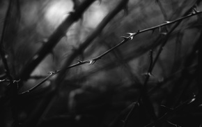 nature, monochrome, macro