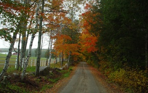 forest, trees, nature