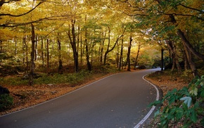 trees, nature, forest
