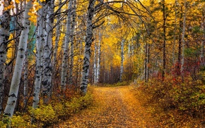 nature, leaves, yellow, forest, aspen, path