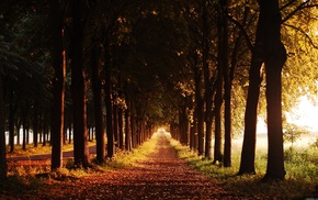 grass, nature, leaves, trees, road