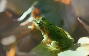 nature, leaves, frog