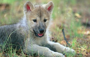 baby animals, animals, wolf, cubs