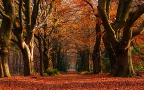 trees, morning, path, fall, nature, Netherlands