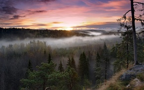 nature, trees, mist, sunrise, fall, forest