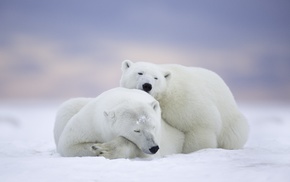 animals, polar bears