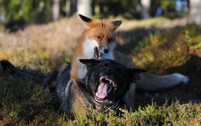 animals, fox