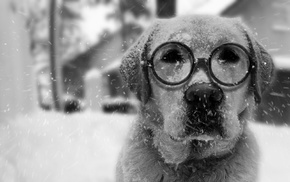 Benny, winter, mbrlic, dog, snow, Labrador