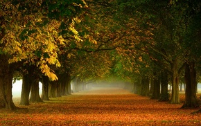path, morning, tunnel, leaves, fall, landscape