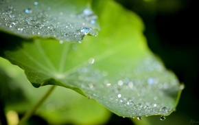 leaves, water drops