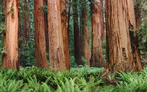 plants, nature, sequoias, forest, leaves, trees
