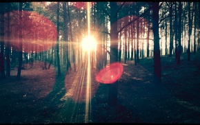 forest, trees, nature, Sun