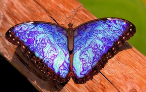 closeup, blue, nature, butterfly, insect