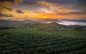 cabbage, landscape, South Korea, clouds, sunrise, field