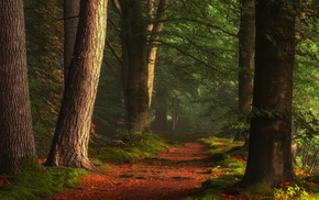 forest, peace, morning, sunlight, trees, path