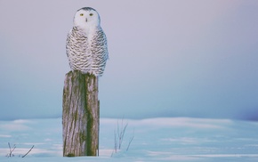 owl, winter