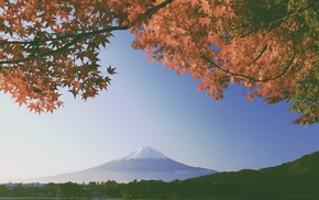 nature, leaves, fall