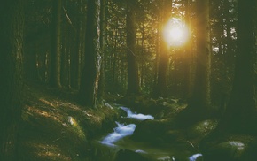nature, forest