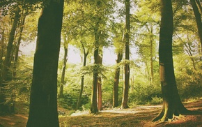forest, nature