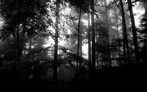 lights, monochrome, forest