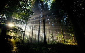 forest, trees, sun rays