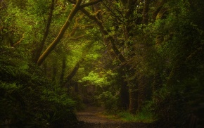 daylight, green, Ireland, trees, ferns, path