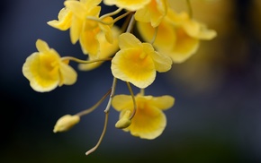 flowers, macro