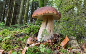 mushroom, nature