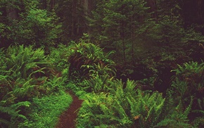 road, ferns, plants, forest