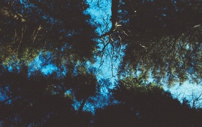 sky, trees, plants