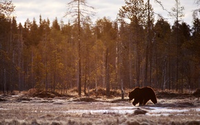 bears, trees, animals, landscape, mammals